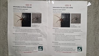 Im Hörsaalzentrum der Universität Tübingen hängen Schilder, die auf die chilenische Einsiedlerspinne aufmerksam machen. 