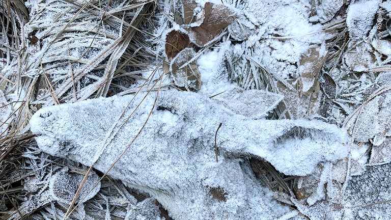 "Die letzte Ruhestätte", heißt das preisgekrönte Foto, das gerade in Reutlingen hängt. Eiskristalle bedecken eine tote Hirschkuh.