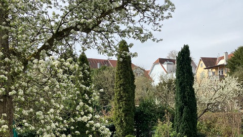 Gepflegter Garten mit Bäumen, Sträuchern und Sitzbereich in einem Wohngebiet in Tübingen: hier wollte eine Frau eine Tierheimkatze aufnehmen, erhielt aber keine.