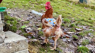  Ein Huhn mit einem bunt gemusterten Stoffpullover, der um den Der Verein Lebenswert e.V. aus Haigerloch im Zollernalbkreis rettet Legehennen vor dem Tod und versorgt sie mit einem Zuhause und Hühnerpullis gegen Kälte.