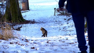 Katzen können Trost schenken. Das spüren Angehörige und Trauernde auf dem Friedwald in Münsingen auf der Schwäbischen Alb.