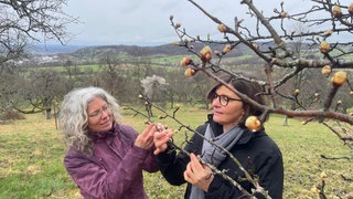 Zwei Teilnehmerinnen der Knospenwanderung in Mössingen schauen eine Knospe am Apfelbaum an