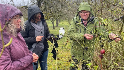 Teilnehmerinnen plücken die Knospen einer Rose für ihre Tinktur bei der Knospenwanderung
