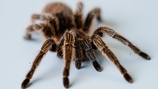 Eine Vogelspinne sitzt auf einem Tisch. Ein Lokführer hat ein Paket gefunden, in dem 20 Vogelspinnen waren. Die Bundespolizei hat es am Hauptbahnhof in Tübingen sichergestellt.