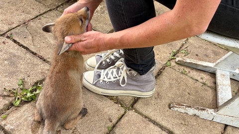 Katharina Reinecke krault einen Fuchswelpen. Die Tierschützerin hat die vier Fuchsbabys mitder Flasche aufgezogen.