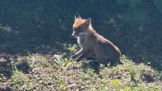 Ein Fuchs zeigt sich den Mitarbeitenden von APT Prothesen Neckar-Alb in Mössingen. Jetzt ist er tot. Wurde er vergiftet?