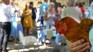 Ein Huhn auf dem Arm eines Menschen. Auf dem Hofgut Uhenfels in Bad Urach gehören Hühner zur Hochzeitsgesellschaft.