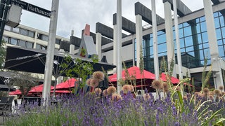 Blumenschmuck vor dem Rathaus Reutlingen unter anderem mit Lavendel, der besser mit Trockenheit klarkommt.