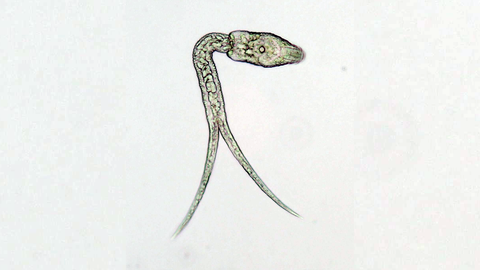 Eine Zerkarie, die Larve des Saugwurms. Diese Parasiten wurden nun im Neckar festgestellt