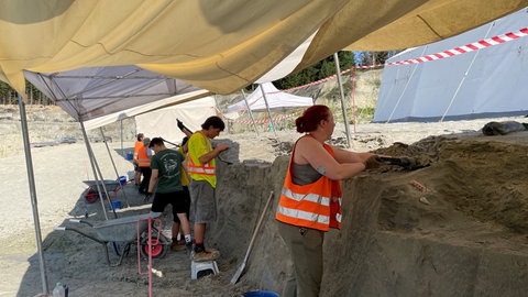 Unter einem Zeltdach tragen Studierende der Uni Tübingen und weitere Freiwillige mit Spaten und Schaufeln Sandschichten ab - auf der Suche nach Fossilien.