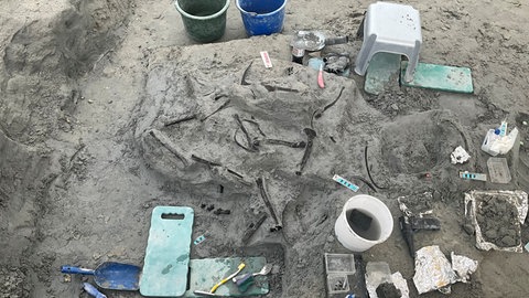 In dunkelgrauem Sand liegen bräunlich-schwarze Knochen. Sie stammen vom elfeinhalb Millionen Jahre alten Skelett einer Antilope.