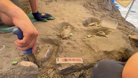 Die Tübinger Fossiliensucher graben auch versteinerte Flussperlmuscheln aus.
