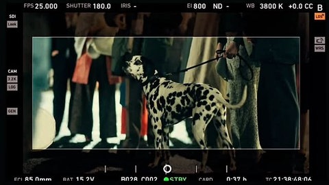 Dalmatiner Connor am Filmset zu dem Kinofilm Cranko. Er wird an der Leine von dem Hauptdarsteller geführt und schaut in die Kamera.
