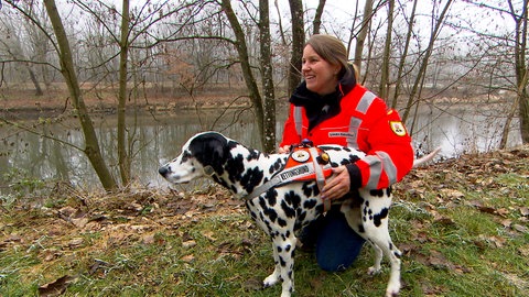 Dalmatiner Connor wartet auf seinen Einsatz zum Suchen. Der Dalmatiner ist immer mit seinem Frauchen Linda Cavallini unterwegs. 