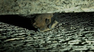 Eine der 4.000 Zwergfledermäuse, die sich zum Winterschlaf in die Ulmer Wilhelmsburg zurückgezogen haben. Sie suchen sich gerne Ritzen und Spalten zum Überwintern aus. 