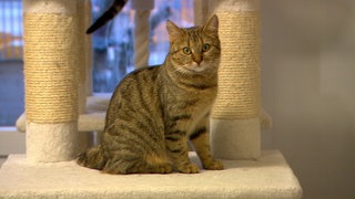 Eine tiergerechte Umgebung für die Katzen zu bauen, auch das gehört zu den Aufgaben der Katzenhilfe Ehingen.