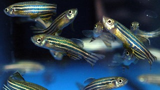 Zebrafische in einem Aquarium