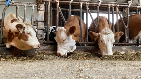 Drei weiß-braun gefleckte Kühe liegen kauend in einem Stall. Rebecca Gerstmeier aus Unterschneidheim ist eine von wenigen Frauen in der Landwirtschaft und züchtet Milchkühe. Auf ihrem Bauernhof kümmert sie sich um 70 Kühe, drei Bullen und sieben Kälber.
