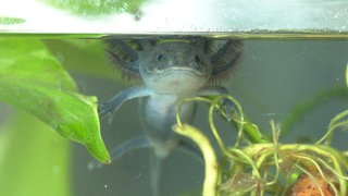 Ein dunkles Axolotl schaut bei Familie Jans in Dornstadt aus dem Aquarium.