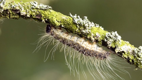 Ein Eichenprozessionsspinner in Nahaufnahme. Der Eichenprozessionsspinner schaut zwar harmlos aus, hat es aber in sich. Das Berühren der kleinen Insekten kann schwere gesundheitliche Folgen haben.