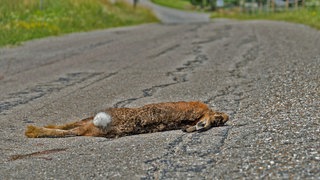 Ein Mann hat in Heubach im Ostalbkreis versucht, Autofahrer vor einem toten Hasen auf der Straße zu warnen. (Symbolbild)