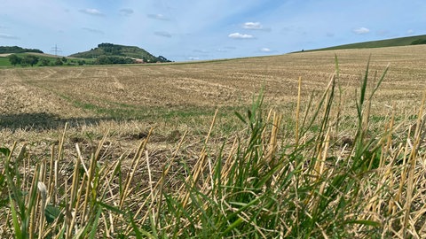 Ein abgeerntetes Feld mit Blick auf den Ipf. Erst ein Drittel des Getreides konnte auf der Ostalb geerntet werden. Vertreter vom Bauernverband und Landratsamt im Ostalbkreis sind zufrieden mit der bisherigen Ernte.