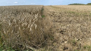 Ein Teil ist schon geerntet, doch vor allem Weizen steht noch auf den Feldern. Die Landwirte auf der Ostalb sind mit der Ernte bisher zufrieden. Noch steht viel Getreide auf den Feldern, daher hoffen die Bauern auf trockenes Wetter um alles einbringen zu können. 