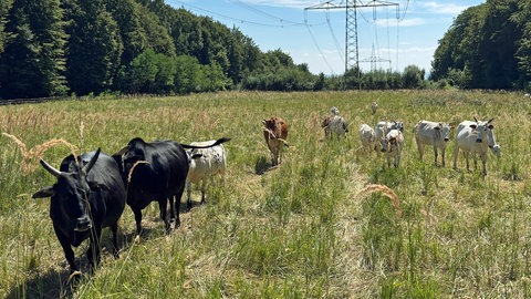 Zebus in Ulm-Eggingen. Sie fressen hier den Riesenbärenklau. 