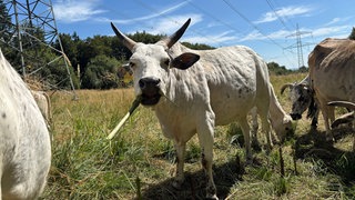 In Ulm-Eggingen wird die invasive Pflanzenart Riesenbärenklau mit indischen Rindern, sogenannten Zebus, bekämpft. 