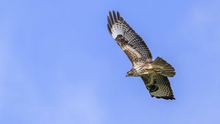 Ein vorbeifliegender Greifvogel hat auf der A8 bei einem fahrenden Auto die automatische Bremse ausgelöst (Symbolfoto)