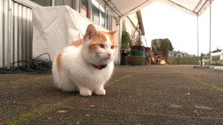 Kater Pauli liebt das Abenteuer. Am liebsten begleitet er die Menschen in "seinem" Stadtviertel wohin auch immer - oder besucht sie zu Hause. 