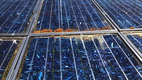 Eine alte mit Flechten besetzte PV-Anlage wird einem Langzeittest unterzogen.