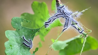 Ein Eichenprozessionsspinner-Befall an einer Eiche