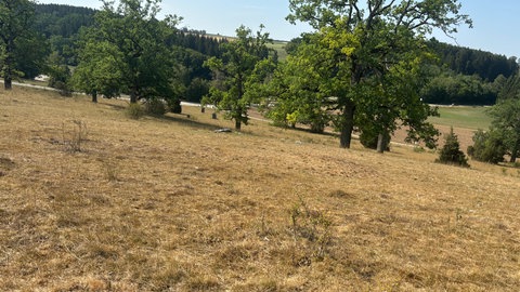 Eine völlig vertrocknete Wacholderheide auf der Alb. Auf dem Südhang wächst wegen der Hitze und der Trockenheit so gut wie kein Gras mehr - die Schafe finden nichts mehr zum Fressen. 
