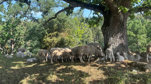Eine Wacholderheide in Gerstetten bei Heidenheim. Die Schafe drängen sich unter einer Eiche und suchen dort Schatten und Schutz vor der Hitze. Tiere und Schäfer leiden unter der diesjährigen Trockenheit. 