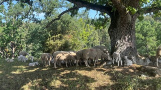 Eine Wacholderheide in Gerstetten bei Heidenheim. Die Schafe drängen sich unter einer Eiche und suchen dort Schatten und Schutz vor der Hitze. Tiere und Schäfer leiden unter der diesjährigen Trockenheit. 