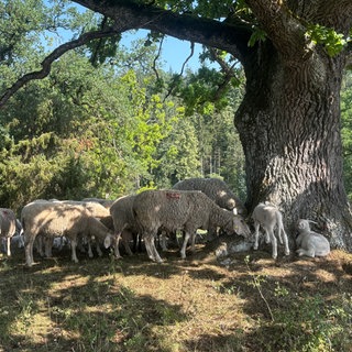 Eine Wacholderheide in Gerstetten bei Heidenheim. Die Schafe drängen sich unter einer Eiche und suchen dort Schatten und Schutz vor der Hitze. Tiere und Schäfer leiden unter der diesjährigen Trockenheit. 