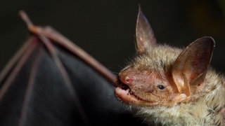 Eine Fledermaus der Art Großes Mausohr mit ausgebreitetem Flügel (Symbolfoto): Rund 30 Fledermäuse (Symbolfoto) haben sich im Quartier geirrt und in Günzburg eine Privatwohnung in Beschlag genommen. 