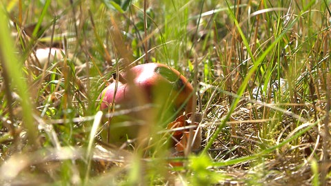 In fast jedem Apfel ein Wurm: Die Apfelbäume im Botanischen Garten haben ihre Früchte wegen der Trockenheit schon Wochen früher fallenlassen als üblich.