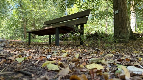 Ein Foto aus dem Herbst? Nein, tatsächlich Ende August. Die Trockenheit hat bei vielen Bäumen so viel Stress erzeugt, dass diese ihre Blätter fallenlassen haben.
