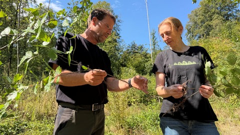 Gartenmeister Alexander Halder (li.) und Emma Sayer vom Institut für Botanik an der Universität Ulm blicken mit Sorge auf den Klimawandel: Einige der Klimabäume im Botanischen Garten haben die Trockenheit nicht überlebt.