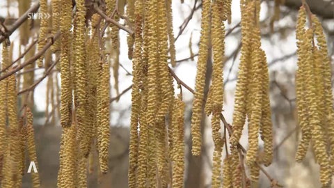 Blüten von dem Baum der Erle