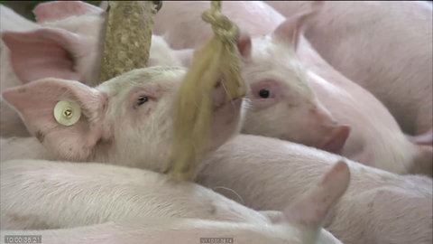 Schweine