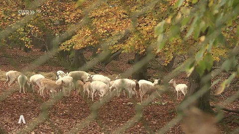 Rehe im Tierpark