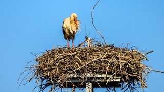 Storch steht am Rand des Nests - die Brutsaison war schlecht 2024