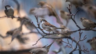 Ergebnis "Stunde der Wintervögel"- weniger Spatzen als vor einem Jahr gezählt.