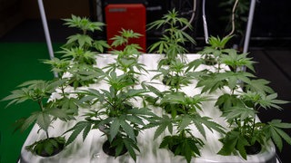 Hanfsämlinge stehen in einer Anlage mit Bewässerungssystem | Nach der Bundestagswahl stehen Cannabis-Social-Clubs möglicherweise schon wieder vor dem Aus. Die CDU hat angekündigt, die Teillegalisierung von Cannabis wieder aufzuheben.