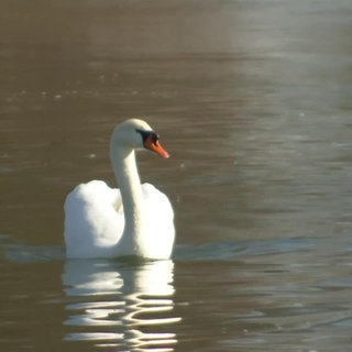Ein Schwan schwimmt  im Wasser
