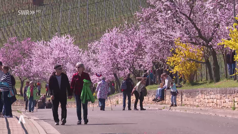 Promenade mit blühenden Mandelbäumen