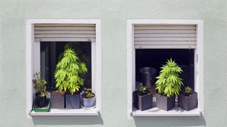 Cannabis-Pflanzen auf einer Fensterbank - seit einem Jahr sind Anbau und Kiffen unter Einschränkungen erlaubt.